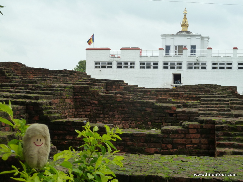 Die Puffbohne an der Geburtsstelle von Buddha in Lumbini (Nepal)