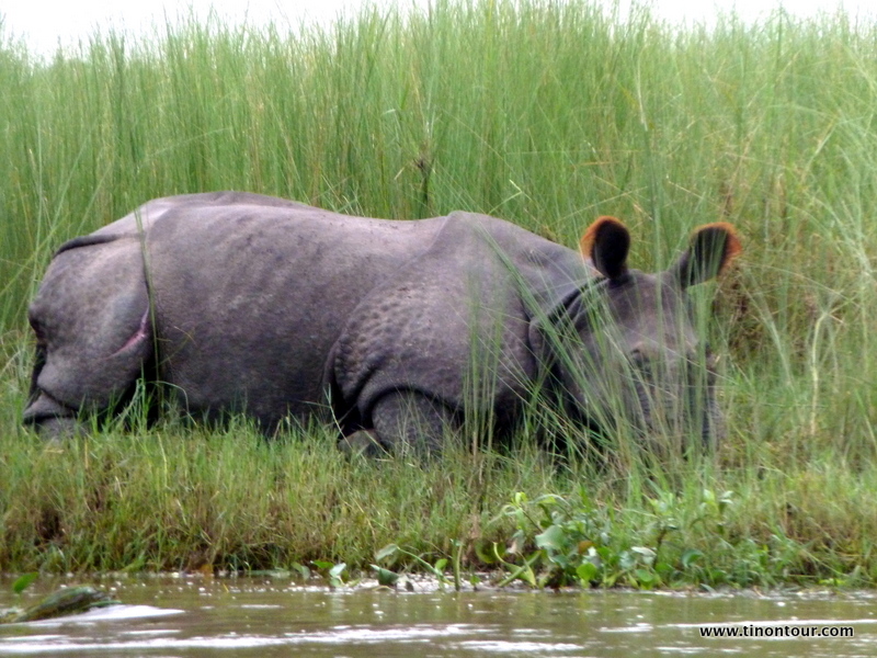Das zweite Nashorn an diesem Tag - dieses aber sehr nahe und glücklicherweise schlafend am Uferrand