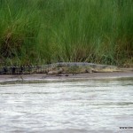 Eines der vielen Krokodile am Ufer