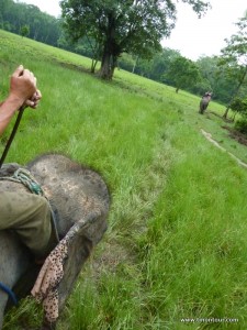 Elefantenausritt in Sauraha - ein eher zweifelhaftes "Vergnügen"