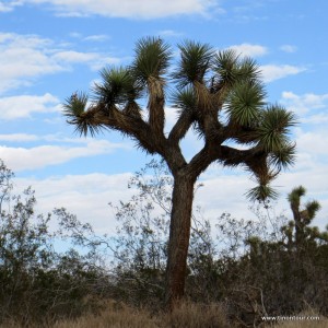 Der Joshua Tree