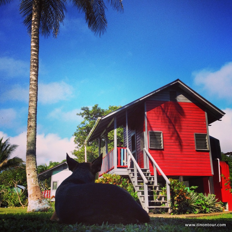 Eine kleine farbige Oase mitten im Dschungel von Belize: die Lower Dover Jungle Lodge