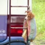 Schon merkwürdig was und wie Dinge und Personen hier in Guatemala transportiert werden.