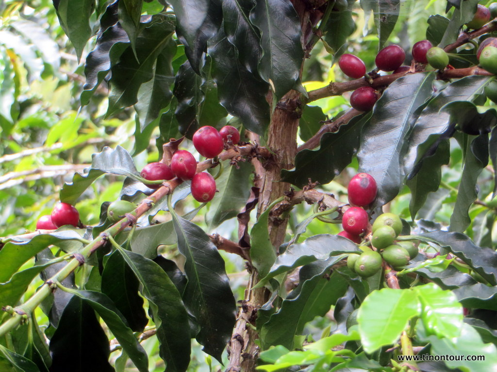 weltreise-2013-19-kolumbien-08-manizales-kaffeeplantage_14-IMG_6957