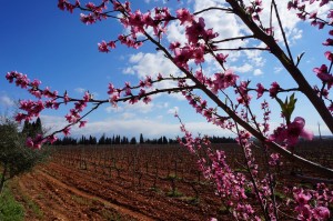 Frühling ist Zeit der Mandelblüte (und verrückten Radfahrer) auf Mallorca